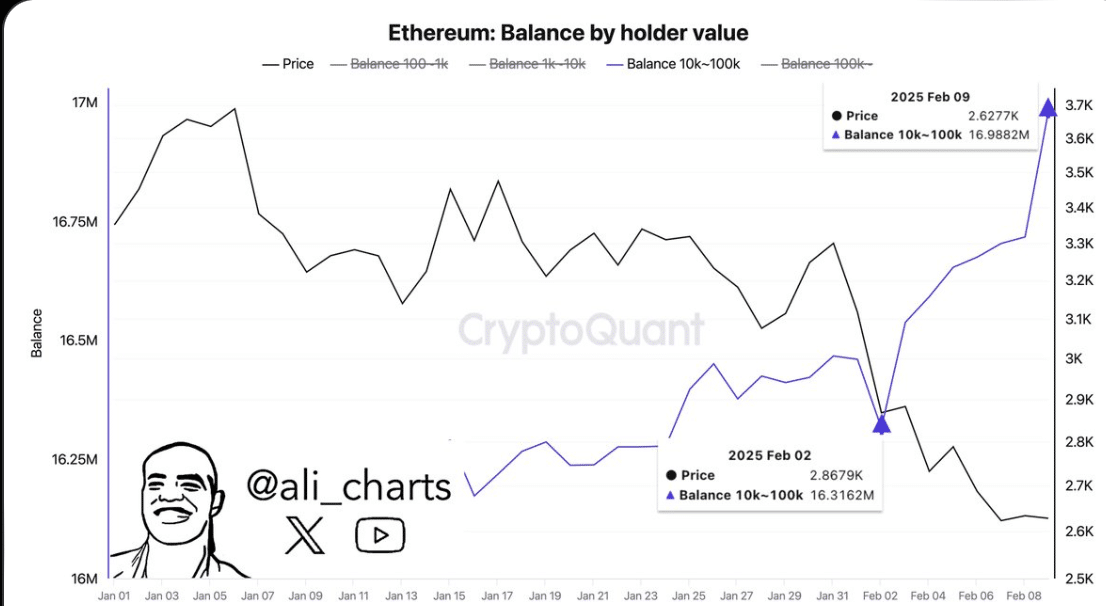 Gráfico do CryptoQuant mostrando o aumento no saldo de ETH em carteiras médias a grandes.