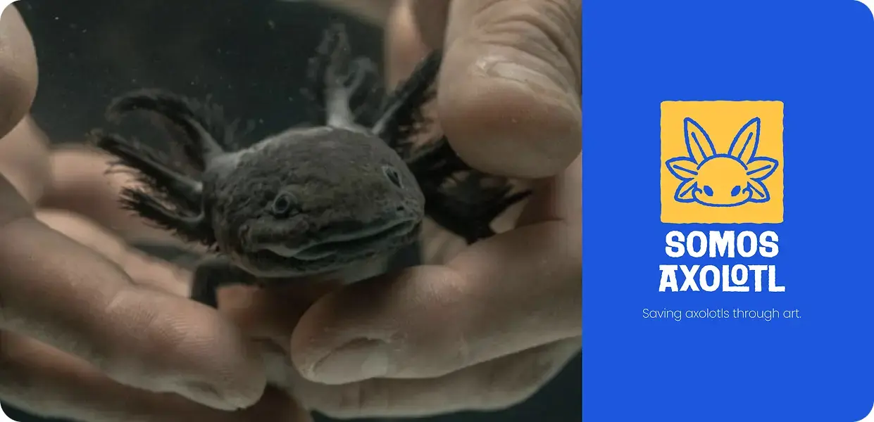 Axolotl real sendo segurado por mãos humanas ao lado do logo oficial do projeto Somos Axolotl com texto "Saving axolotls through art"